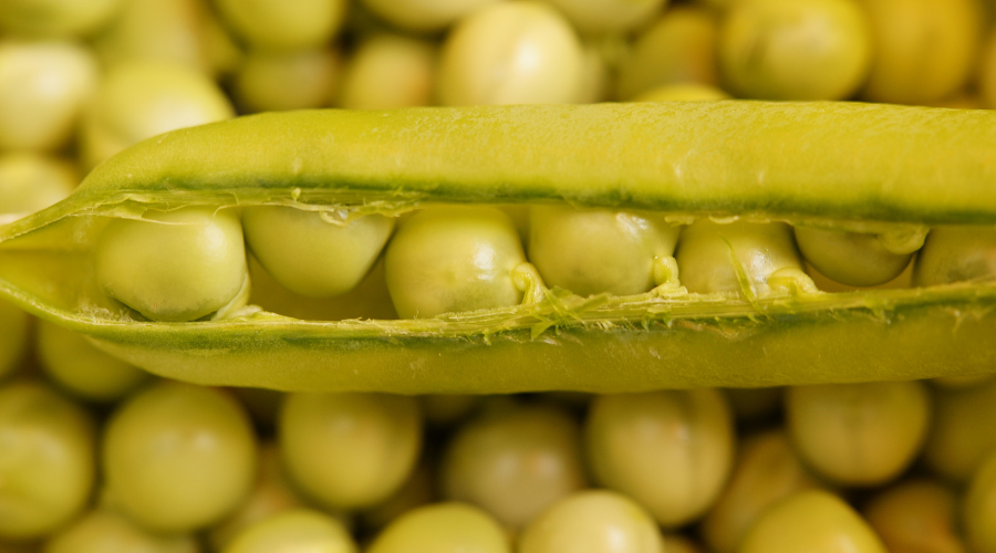 Proteína de guisantes: el nuevo aliado del sector hostelero - La Viña